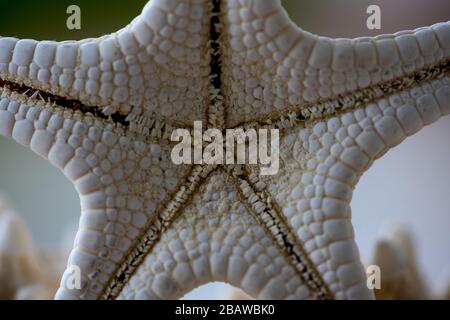 Close-up of a white starfish on a wooden table Stock Photo