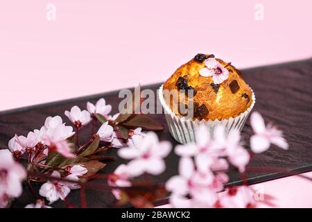 Chocolate muffin and cherry blossoms sakura, homemade bakery on dark and pink background. Food spring concept. Stock Photo