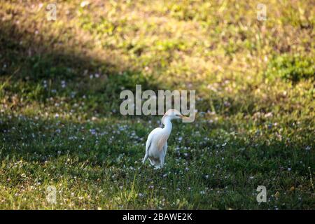 Eastern Cattle egret Bubulcus ibis forages for food in the grass in Naples, Florida Stock Photo