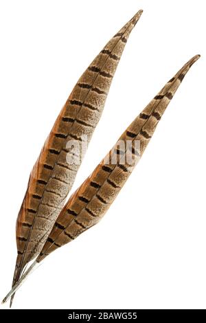 Pair of feathers  bird isolated on a white background Stock Photo
