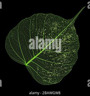 Single skeleton leaf isolated on black background Stock Photo