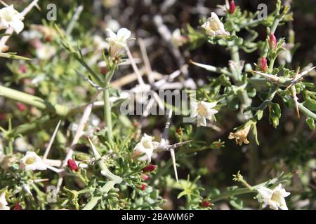 Spiny Desert Olive, Menodora Spinescens, Southern Mojave Desert Native, Joshua Tree National Park, Springtime red flower buds which bloom to white. Stock Photo