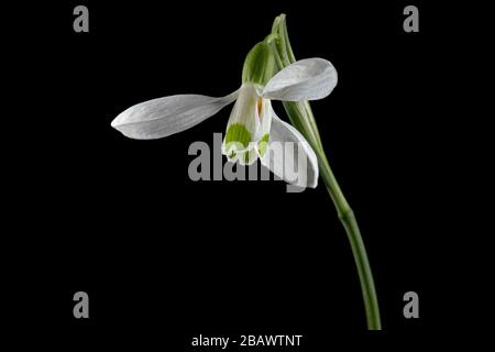White flower of snowdrop, lat. Galanthus nivalis,  isolated on black background Stock Photo