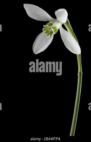 White flower of snowdrop, lat. Galanthus nivalis,  isolated on black background Stock Photo