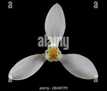 White flower of snowdrop, lat. Galanthus nivalis,  isolated on black background Stock Photo