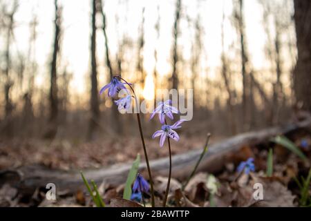Spring in the forest. Forest flowers. Siberian Squill. Stock Photo