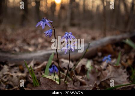 Spring in the forest. Forest flowers. Siberian Squill. Stock Photo