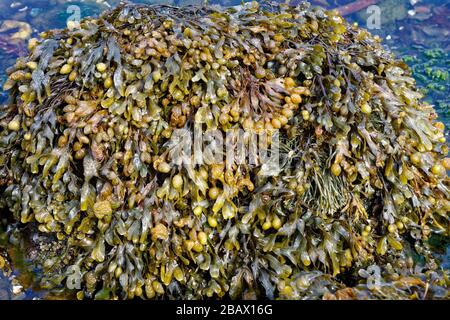 Spiral Wrack Seaweed - Fucus spiralis, with some Channelled Wrack - Pelvetia canaliculata  Isle of Skye, Scotland, UK Stock Photo