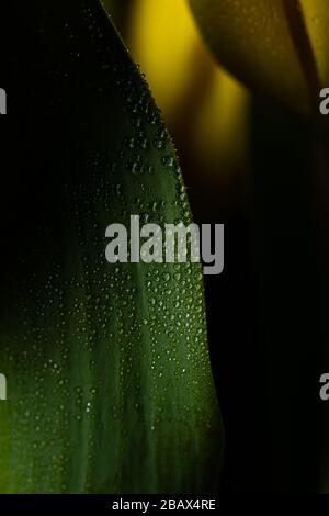 Tiny rain water drops falling on a green leaf Stock Photo