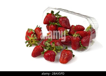 Plastic tray container full of fresh organic strawberries. close - up Stock Photo