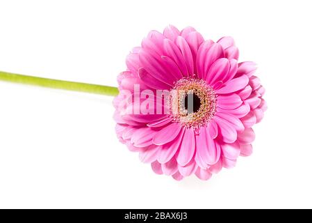 Rose gerber isolated on white background close up with copy space. Stock Photo