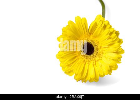 Yellow gerber isolated on white background close up with copy space. Stock Photo