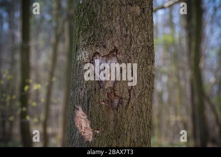 eart shape carved in a tree Stock Photo