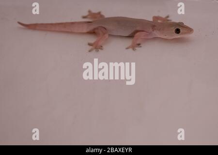 Common houe gecko ready to hunt insects in the house Stock Photo