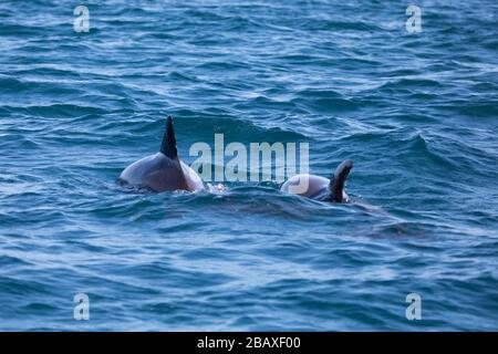Two backs of Bottlenose dolphin in the blue Cortez sea