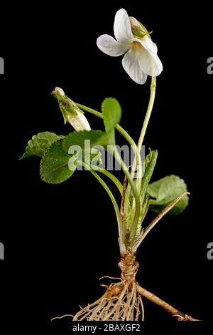 White flowers of the violet with root, lat. Viola odorata, isolated on black background Stock Photo