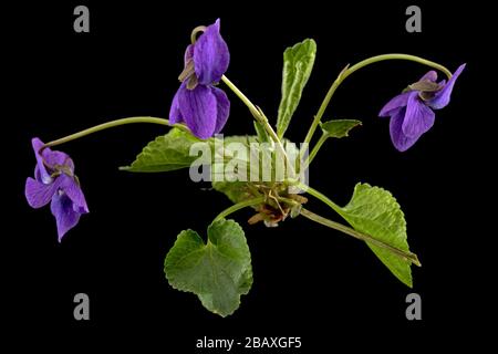 Flowers of the violet, lat. Viola odorata, isolated on black background Stock Photo