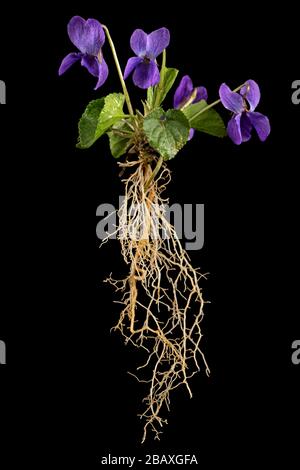 Flowers of the violet with root, lat. Viola odorata, isolated on black background Stock Photo