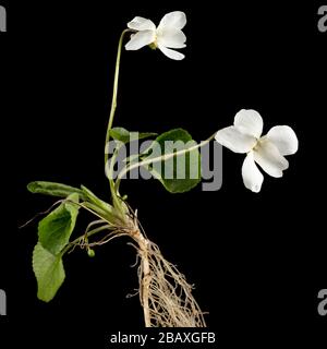 White flowers of the violet with root, lat. Viola odorata, isolated on black background Stock Photo