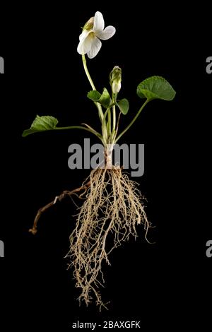 White flowers of the violet with root, lat. Viola odorata, isolated on black background Stock Photo