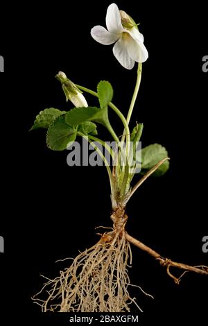 White flowers of the violet with root, lat. Viola odorata, isolated on black background Stock Photo