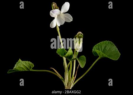 White flowers of the violet, lat. Viola odorata, isolated on black background Stock Photo