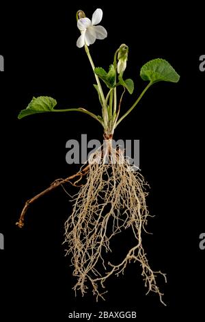 White flowers of the violet with root, lat. Viola odorata, isolated on black background Stock Photo