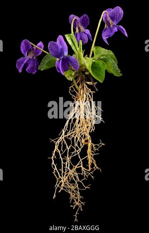 Flowers of the violet with root, lat. Viola odorata, isolated on black background Stock Photo