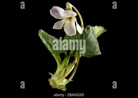 White flowers of the violet, lat. Viola odorata, isolated on black background Stock Photo