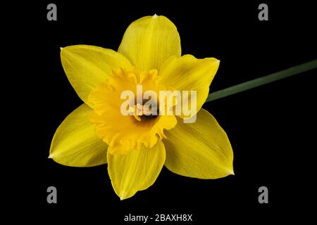Flower of yellow Daffodil (narcissus), isolated on black background Stock Photo