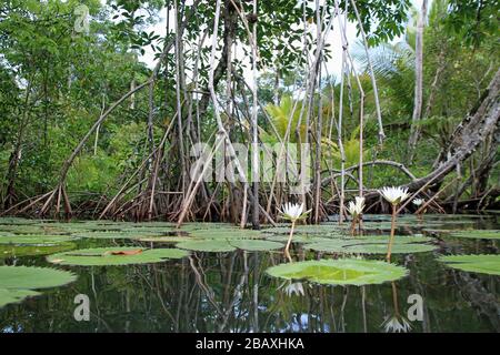 White water lilies in rainforest (view from kayak), Rio Dulce, Guatemala Stock Photo