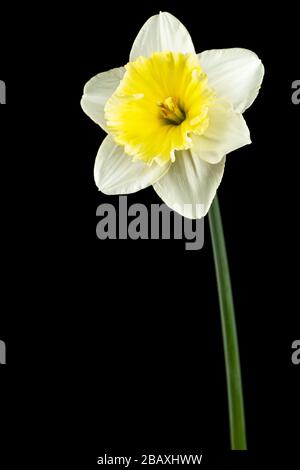Flower of white Daffodil (narcissus), isolated on black background Stock Photo