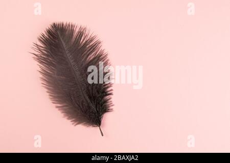 Beautiful black feather on pinc background Stock Photo