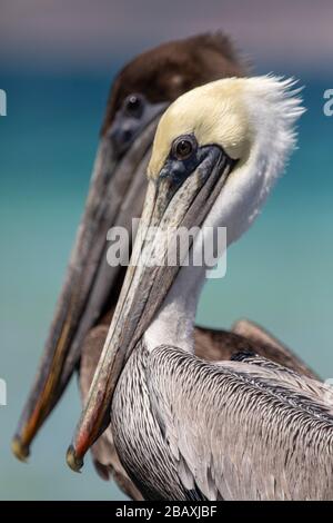 Two generations of brown pelicans, father, and son, peacefully resting on the shore