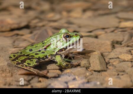 Edible frog (Pelophylax esculentus) in its natural habitat at the shore of a small pond Stock Photo