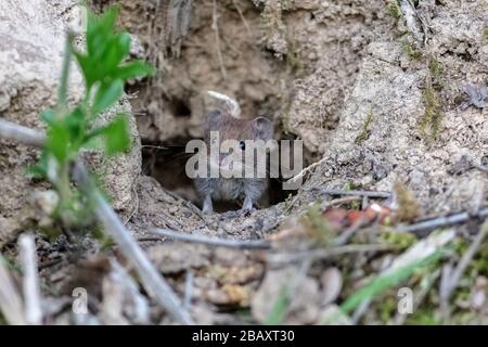 a bank vole mouse (Myodes glareolus) in its natural habitat Stock Photo