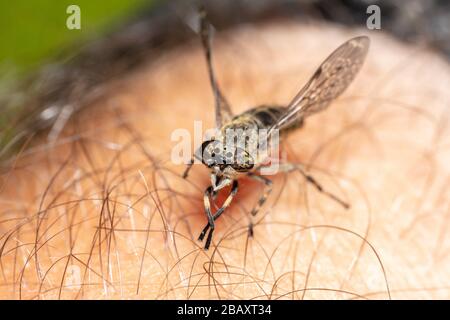 Common Horse Fly (Haematopota pluvialis) sits on arm, ready for a bloody meal Stock Photo