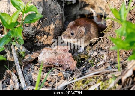 a bank vole mouse (Myodes glareolus) in its natural habitat Stock Photo