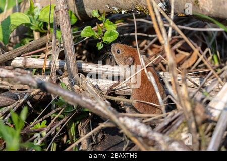 a bank vole mouse (Myodes glareolus) in its natural habitat Stock Photo