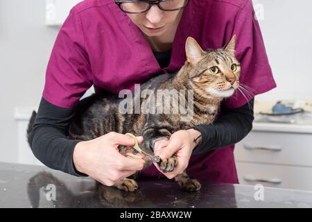 Close up view of Veterinarian with clipper cutting cat nail . Stock Photo