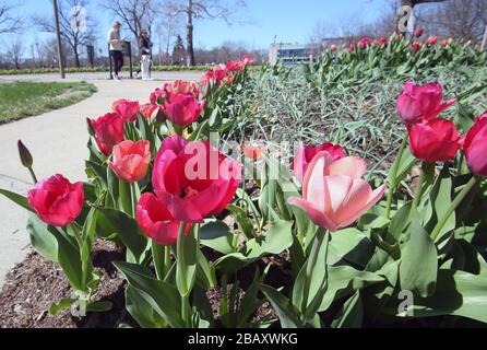 St. Louis, United States. 29th Mar, 2020. Red tulips have begun to bloom as temperatures reach 68 degrees, in Forest Park, in St. Louis on Sunday, March 29, 2020. Photo by Bill Greenblatt/UPI Credit: UPI/Alamy Live News Stock Photo