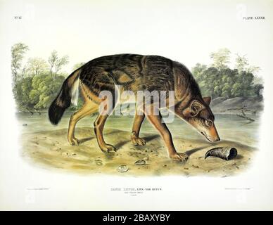 Plate 82 Red Texan Wolf (Canis lupus rufus) The Viviparous Quadrupeds of North America, John James Audubon, Very high resolution and quality image Stock Photo