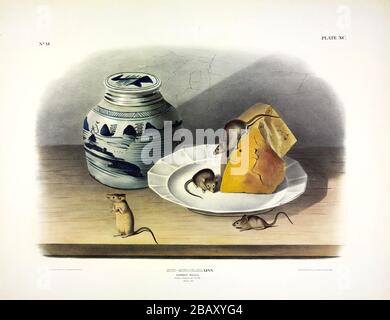 Plate 90 Common Mouse, House Mouse (Mus musculus) The Viviparous Quadrupeds of North America, John James Audubon High resolution quality edited image Stock Photo