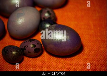 Colourful easter eggs. Colored eggs purple Stock Photo