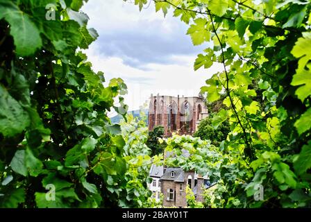 Wernerkapelle chapel ruins seen through a green vineyard in Bacharach in Rhineland-Palatinate, Germany. Wernerkapelle, a Rheinromantik landmark. Stock Photo