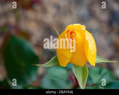 Close up shot of a beautiful yellow rose blossom at Nevada Stock Photo