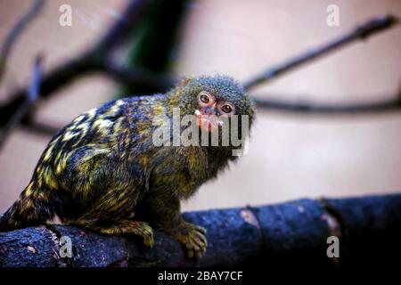 Pygmy marmoset (Cebuella pygmaea)  is one of the smallest monkeys in the world Stock Photo