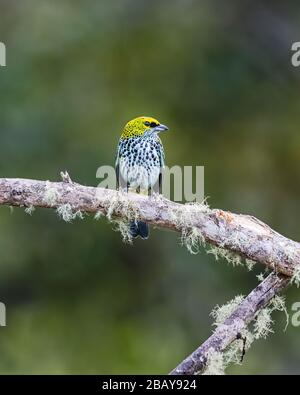 A speckled tanager (Tangara guttata) perched on a branch in the cloudforest of Costa Rica. Stock Photo