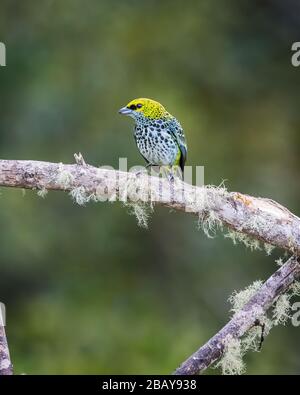 A speckled tanager (Tangara guttata) perched on a branch in the cloudforest of Costa Rica. Stock Photo