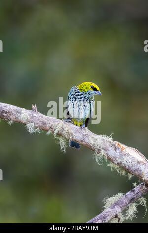 A speckled tanager (Tangara guttata) perched on a branch in the cloudforest of Costa Rica. Stock Photo